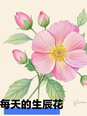 生辰花有什么用