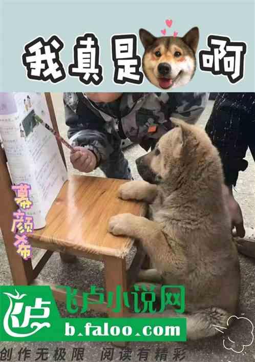 我真不是狗官笔趣阁