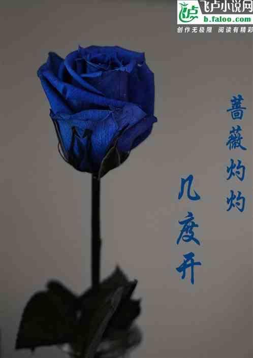 蔷微dh